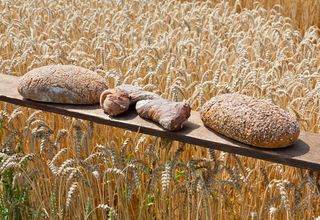 Brote vor Kornfeld